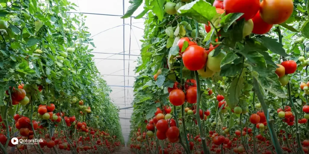 Food Security Initiatives: Toward Self-Sufficiency