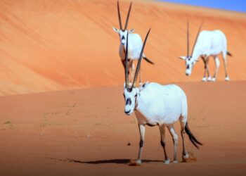 Arabian Oryx